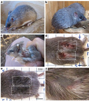 African Spiny Mouse